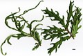 SpeciesSub: Heterophylla Group 'Fennessyi' SpeciesSub: Heterophylla Group 'Fennessyi'